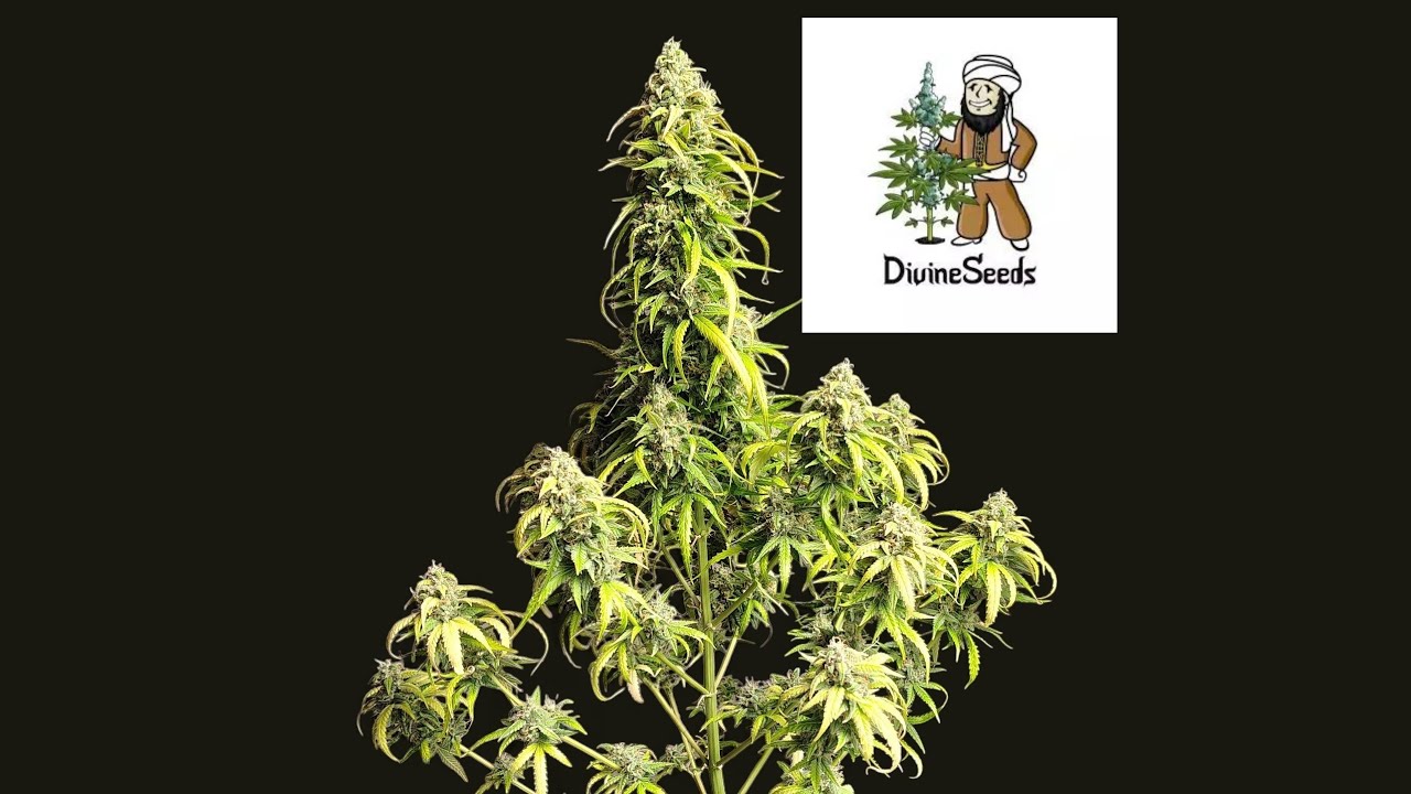 Divine Seeds - Fractal Auto