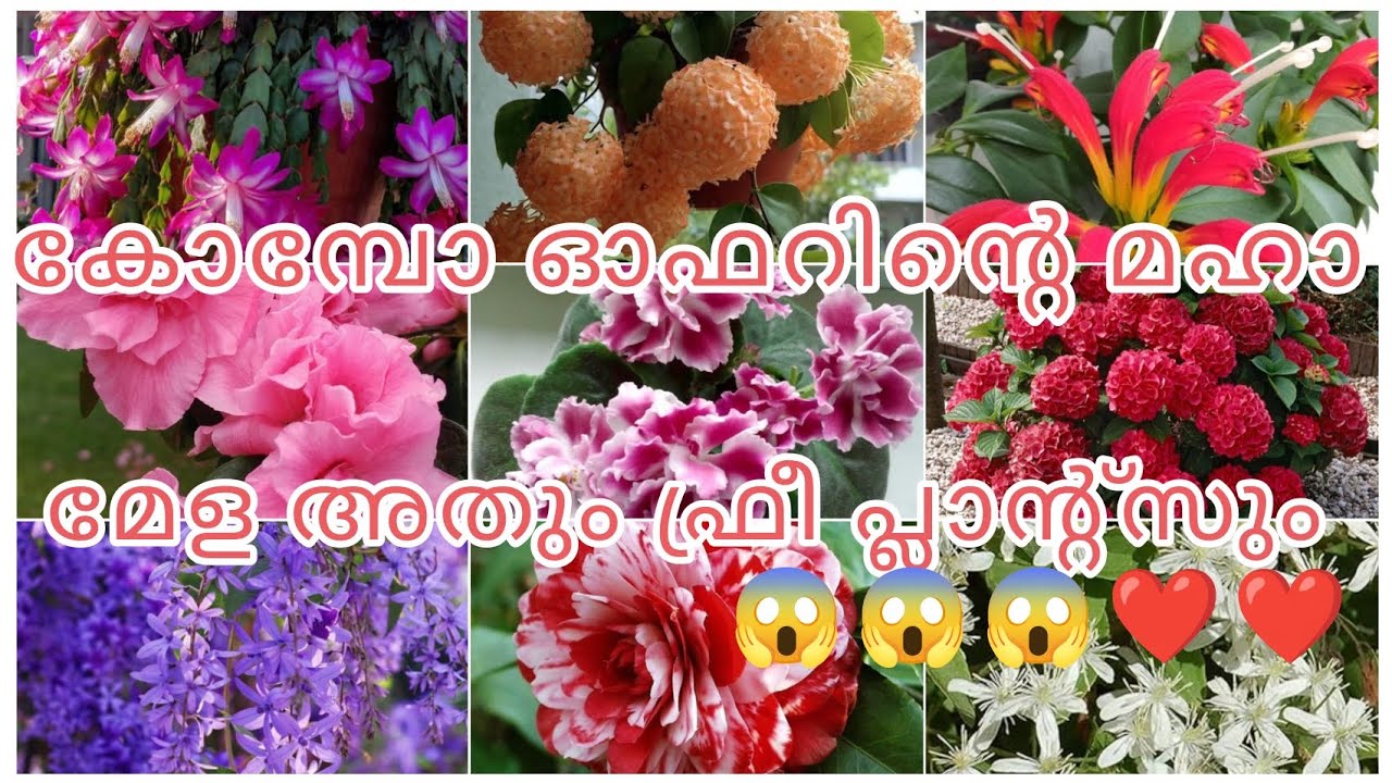 കോമ്പോ ഓഫറിന്റെ മഹാ മേള ഇതിലും വിലക്കുറവിൽ മറ്റെവിടുന്നും കിട്ടില്ല 😱😱😱😱😱🥰🥰💚💚💥💥🌿🌿