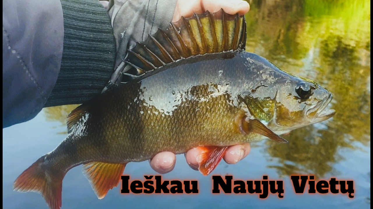 Ieškau Naujų Vietų # 37
