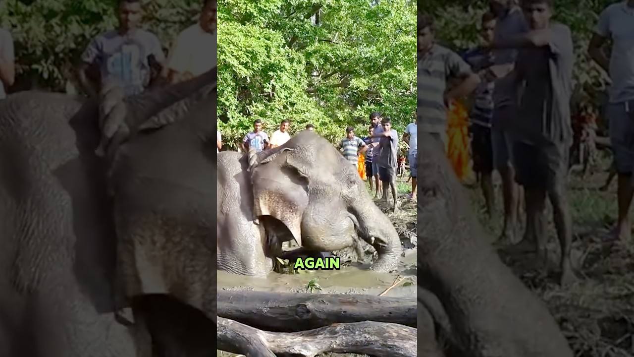 Baby Elephant Begs Humans to Save Its Mom #animlas #wildlife #love #help