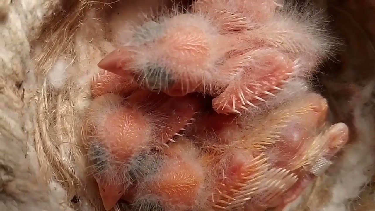 PLANTAS DE TEMPORADA Y ALGUNOS PICHONES.