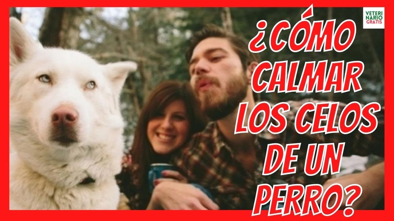 🧯¿CÓMO CALMAR LOS CELOS DE UN PERRO?🧯TRATAMIENTO PARA LOS PERROS CELOSOS