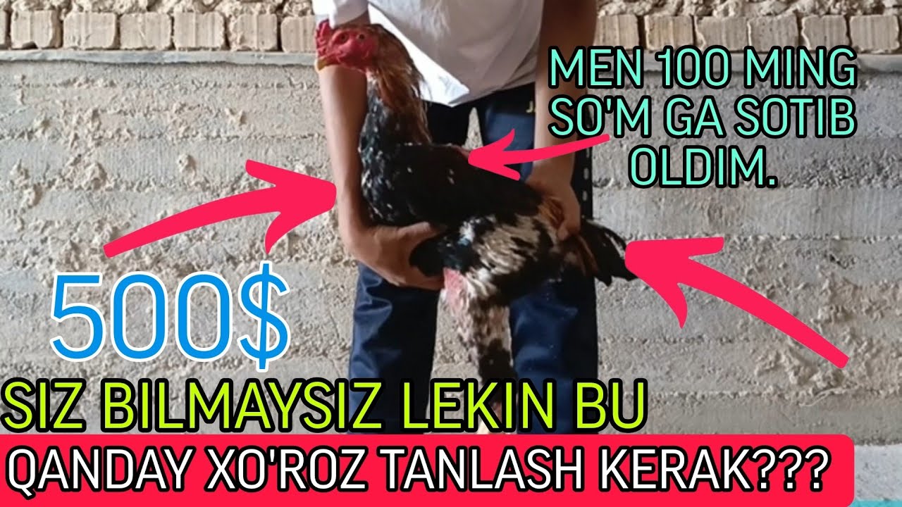 QANDAY QILIB YAXSHI XO'ROZ TANLASH MUMKUN ( TO'LIQ QO'LLANMA).