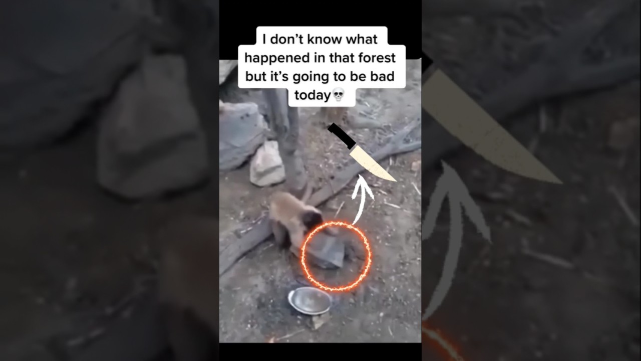 ANIMAL INSTINCT #shorts #reaction