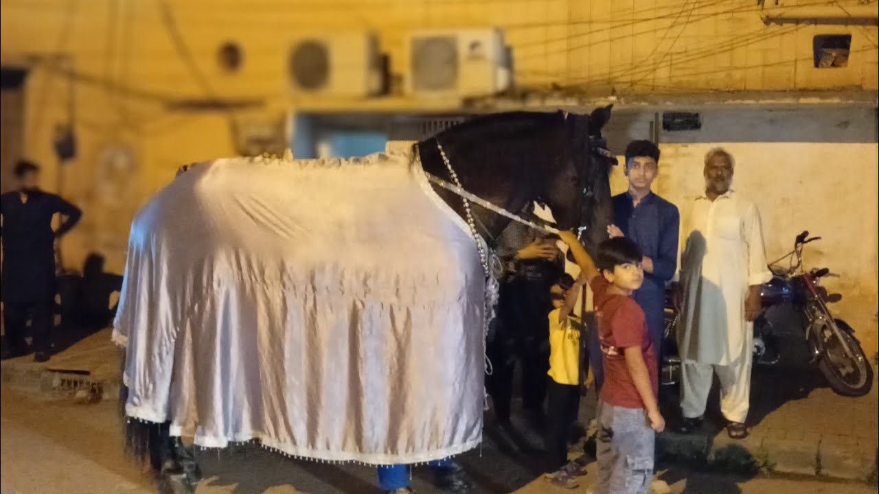Zuljanah ali badsha Rawalpindi #zuljanah #zuljanahbadshah 