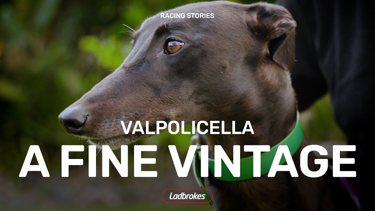 Valpolicella Is Chasing Ladbrokes 715 Glory For Hall Of Fame Trainer Tony Zammit