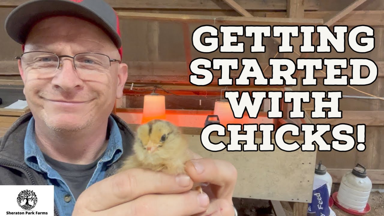 Best Brooder Setup for Backyard Chickens & Homesteads