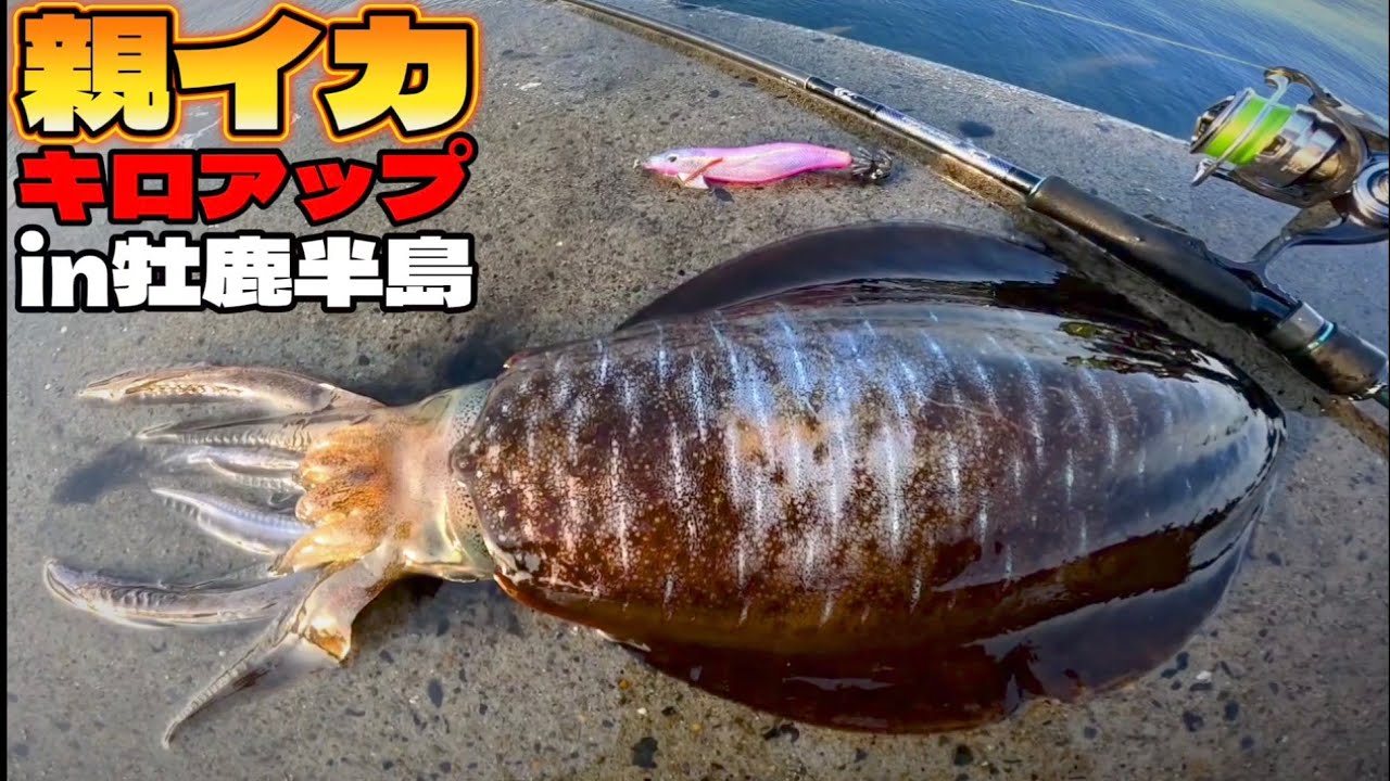 【自己記録更新】遂に宮城の陸っぱりからキロアップのアオリイカが…!!