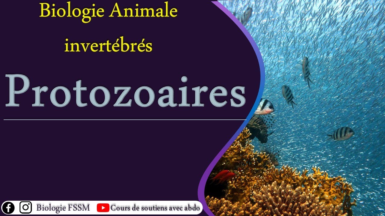 Biologie Animale partie des invertébrées : cours des #protozoaires