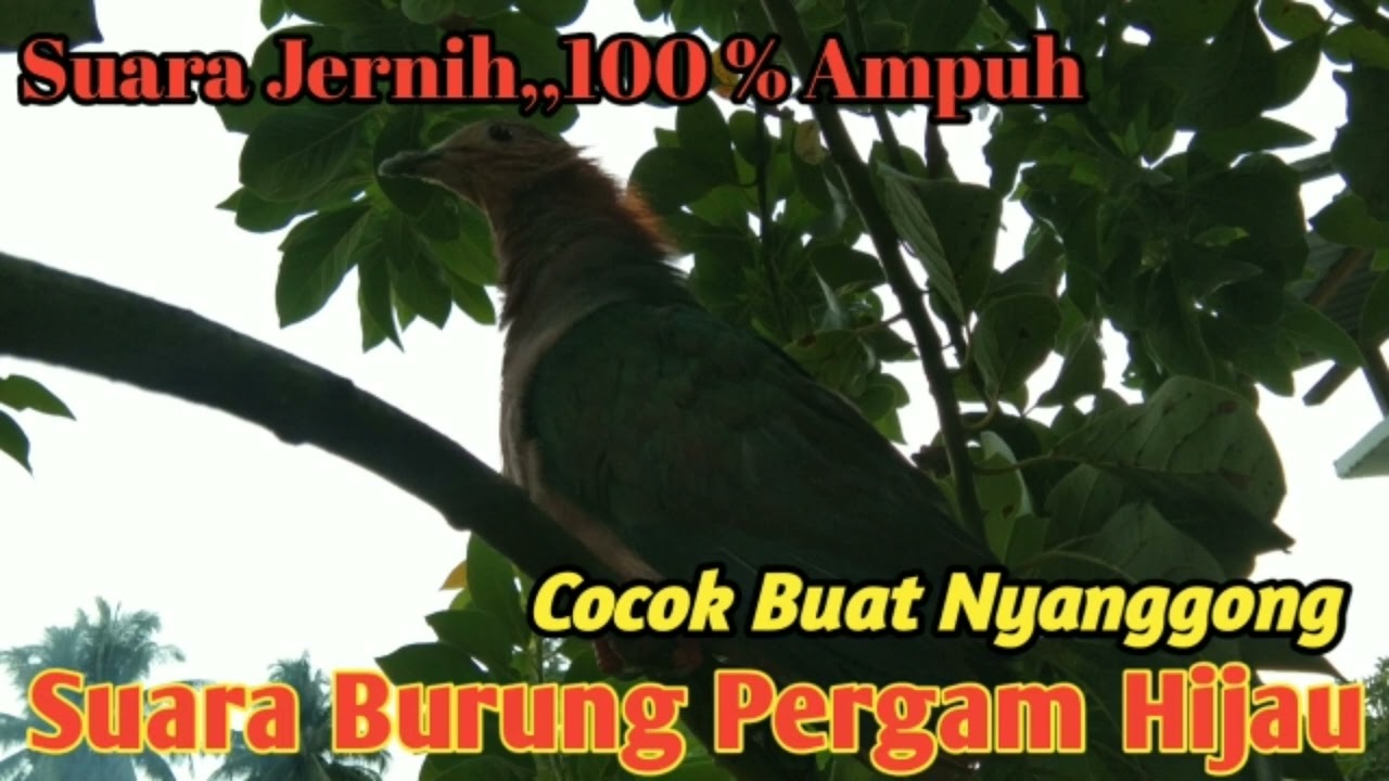 🔴 Suara Burung Pemikat Pergam Hijau....