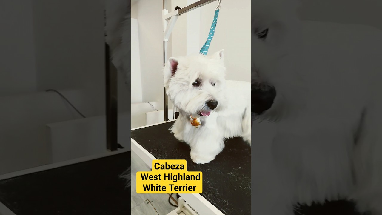 Cabeza West Highland White Terrier💛 #consejos #perrito Arreglo comercial💛