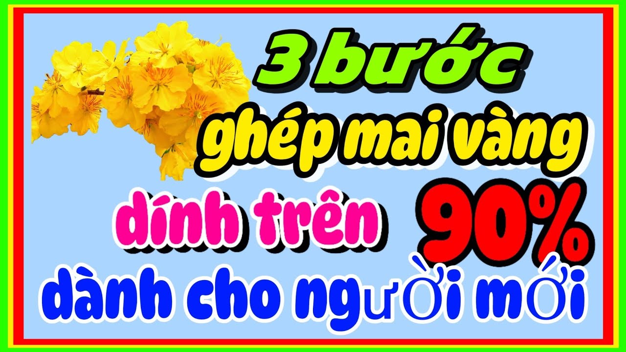 3 bước ghép mai vàng dính trên 90% dành cho người mới