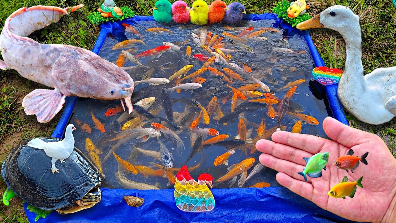 Tangkap ikan lele besar, ikan warna warni, ikan cupang, ikan hias, ayam warna warni, bebek.part751
