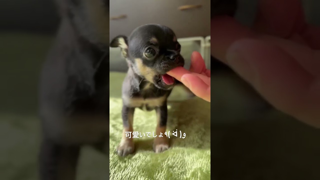 スムチー可愛いでしょ😁🐾 #chihuahua #chihua #chihuahuafanclub #チワワ #チワワ大好き #チワワと暮らす #チワワパピー #チワワとの暮らし