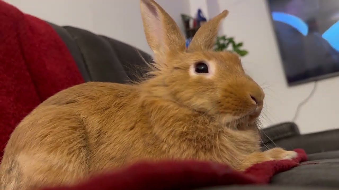 Come see beautiful Daisy ❤💕 Bunny 😍 She is 6 months old