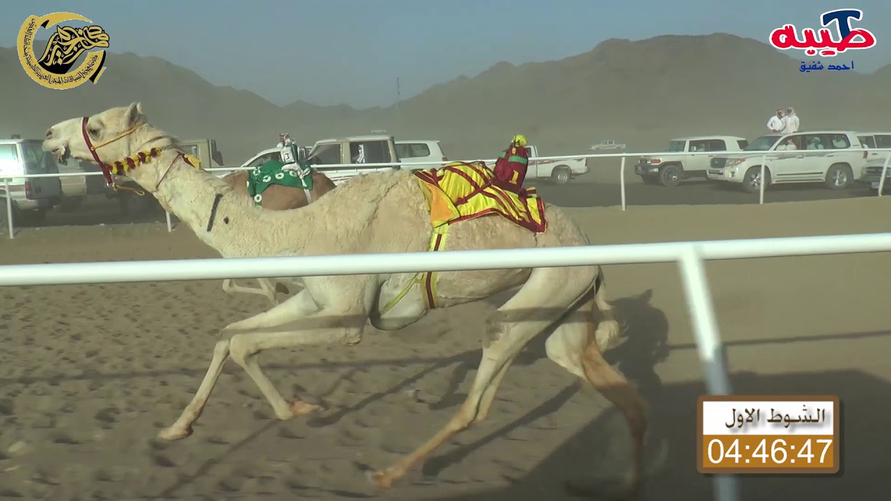 الشوط الرئيسي - شوط الشاص - من ميدان العيص - تصوير من قناة طيبة - الجنوبية ل مشبب محمد القحطاني