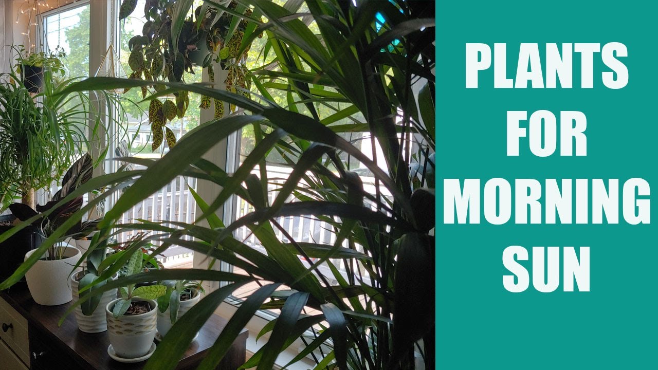 BEST PLANTS FOR MORNING SUN WINDOWS - Houseplants for an east facing window