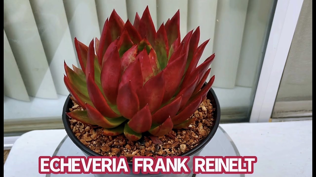 #555 PROPAGATE ECHEVERIA LIPSTICK & FRANK REINELT | NHÂN GIỐNG SEN ĐÁ ĐẾ VƯƠNG | 다육식물 | 多肉植物