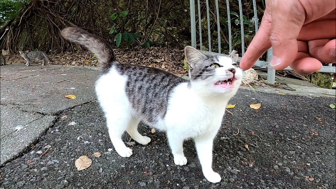Бродячий котенок, который боится быть невнятным, милый