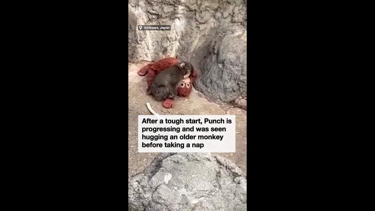 Punch the viral lonely monkey makes a new friend