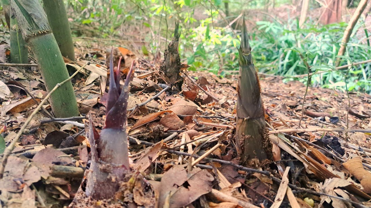 เข้ามาบ่หลายกอ‼️เล่นจนสวดกะต่าโจ้โก้‼️เกิดดีหลาย..เล่นซะ..จนคนหายอม😱😱😱2ส.ค68