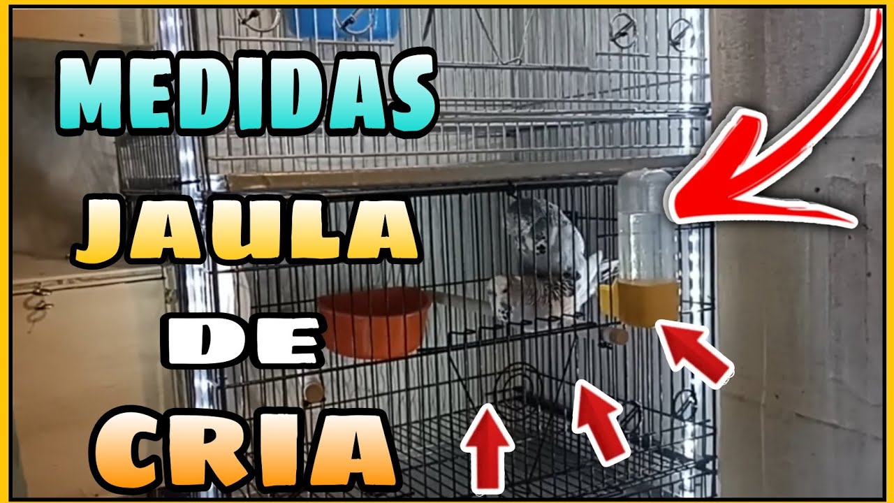 MEDIDAS JAULA | LA MEJOR JAULA PARA CRIAR PERIQUITOS | JAULA INDIVIDUALES PARA CRIAR PERIQUITOS