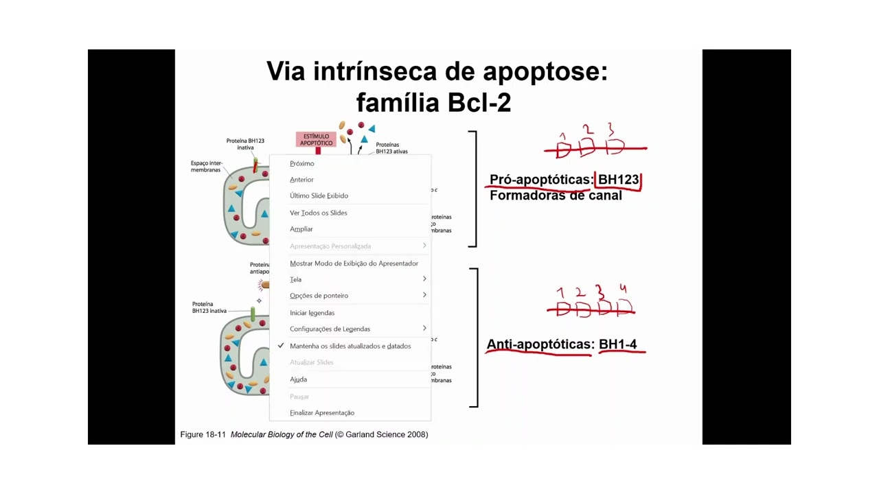 Como a fam&iacute;lia de prote&iacute;nas Bcl2 atuam na via intr&iacute;nseca da apoptose?