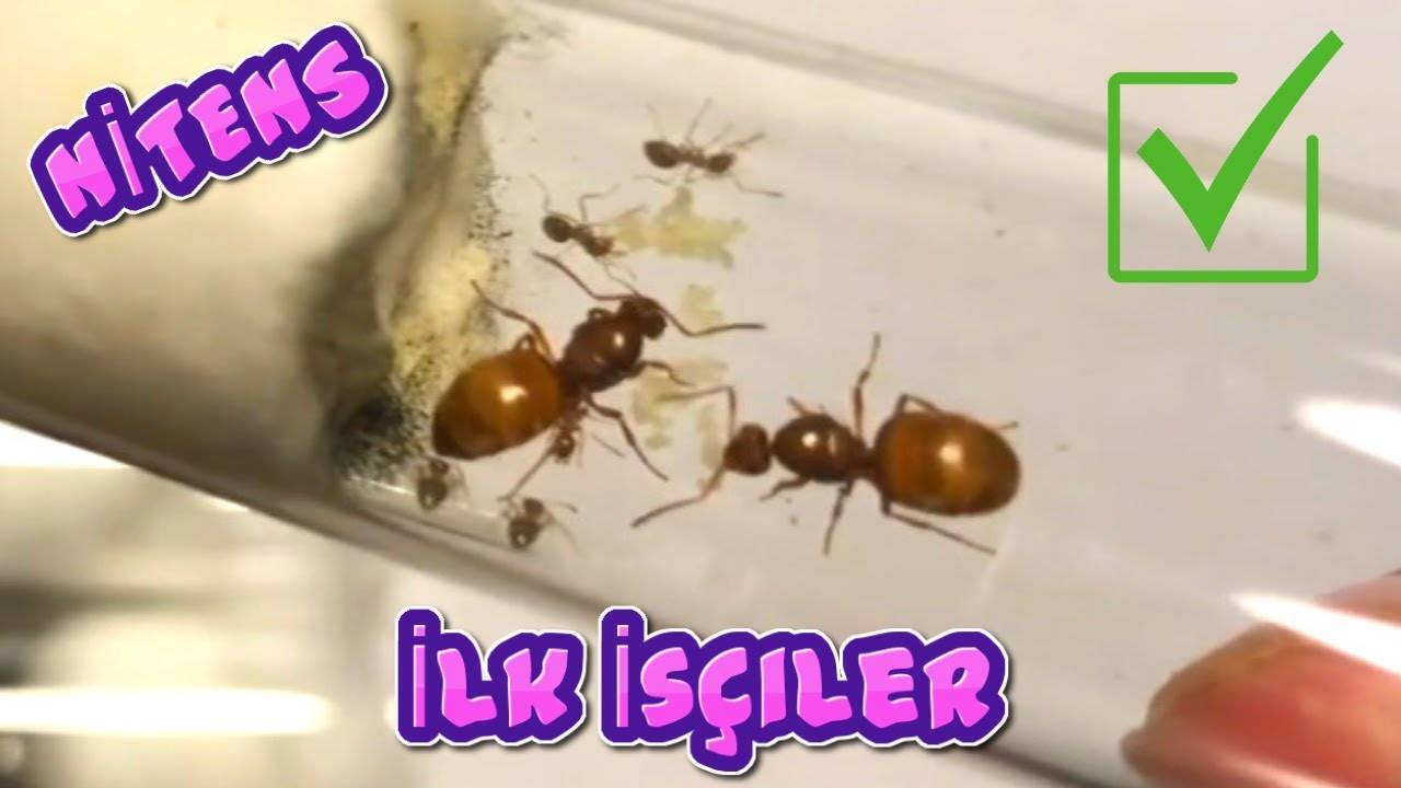 Prenolepis Nitens İlk İşçiler Geldi / Hemen Gıda Boyalı Ballı Sularını Verdik / Yeşil Abdomenler