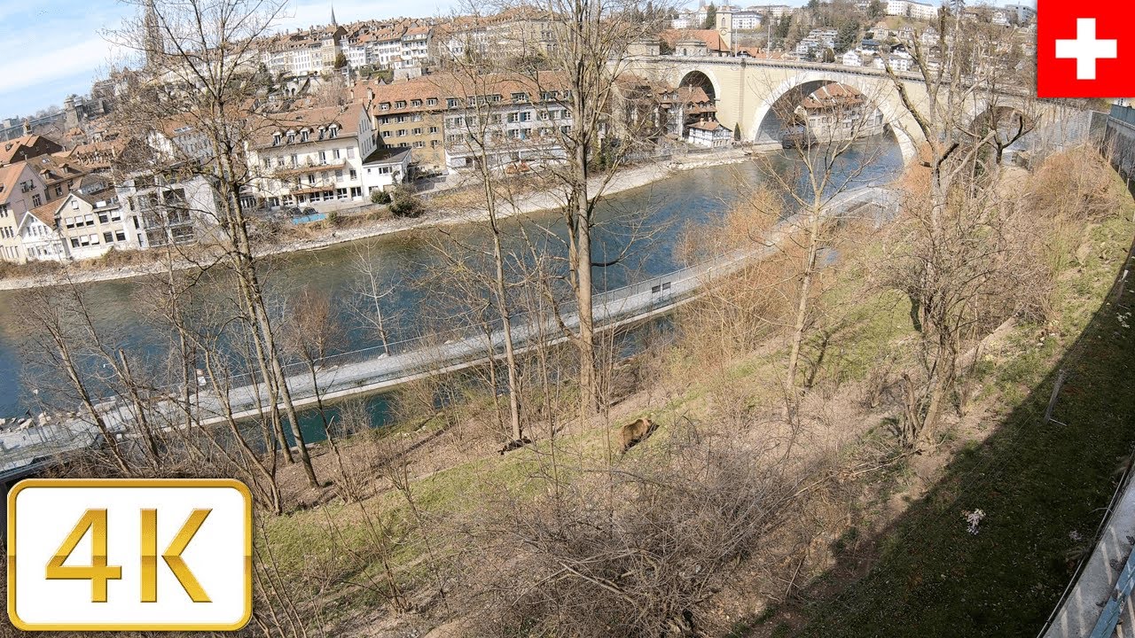 A bear in Bern, Switzerland | Spring 2021【4K】
