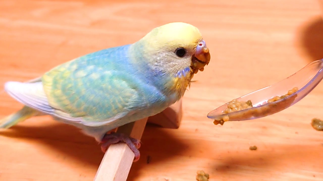 母鳥が給餌をやめました/生後33日目/セキセイインコの雛