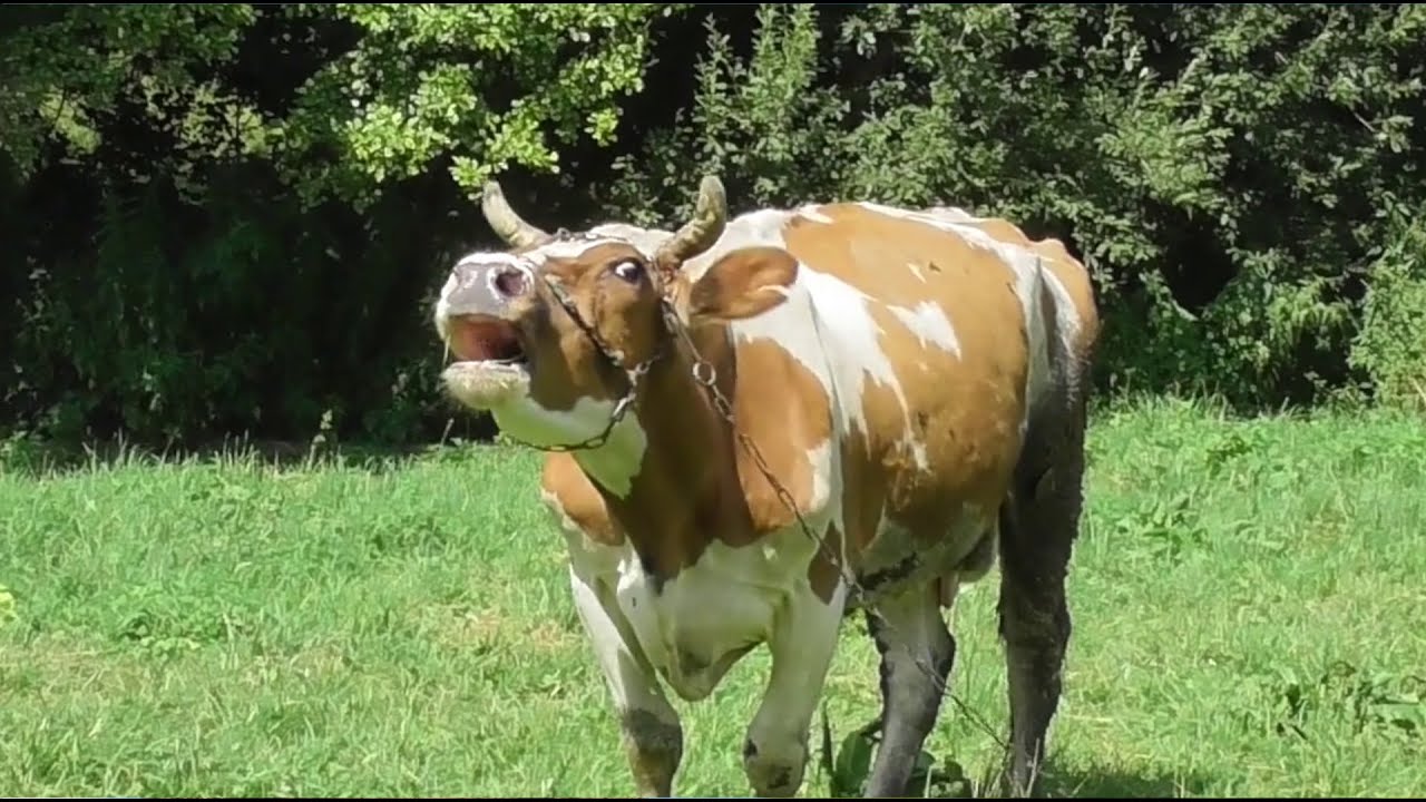 Krowa muczy - głos krowy na pastwisku kt&oacute;ra tęskni za cielaczkiem 🐄
