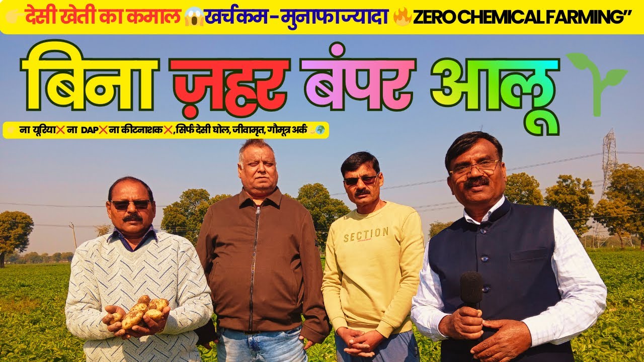 आलू की Zero Chemical खेती 😱 | बिना खाद–दवा मोटे-मोटे आलू 🥔 | प्राकृतिक खेती मॉडल 💥 | Double Profit 💰