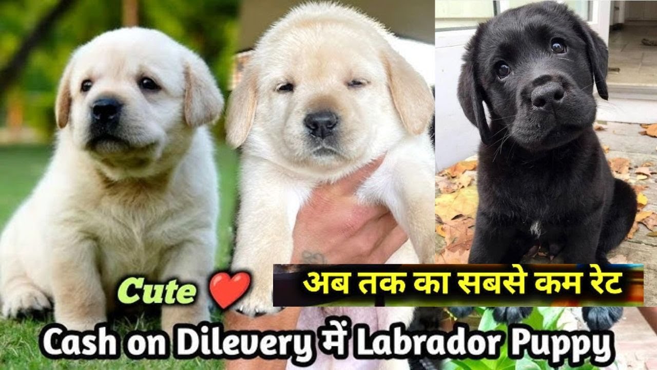 😱 Labrador Puppies For Sale | Cheapest Price in India | Cash 💵 on Delivery | Delivery Available 🐶