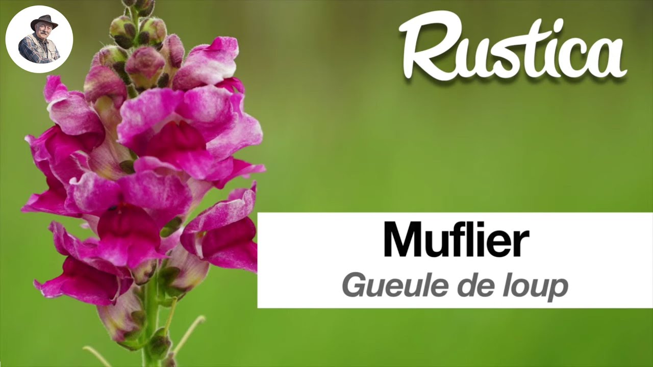 Semer le muflier gueule de loup