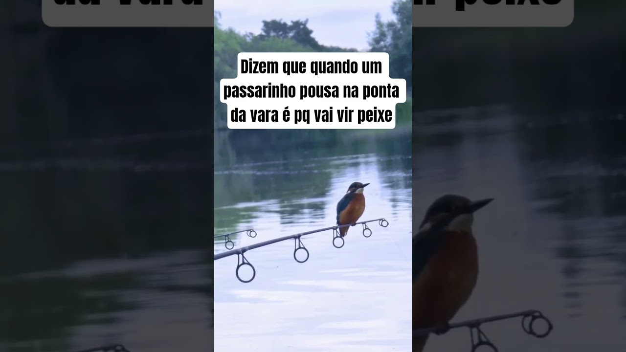 Ist das wahr oder nur ein Anglerm&auml;rchen...? #Vogel #Angeln #Natur #Shorts