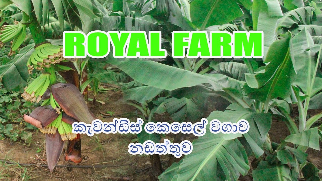 කැවන්ඩිස් නඩත්තුව