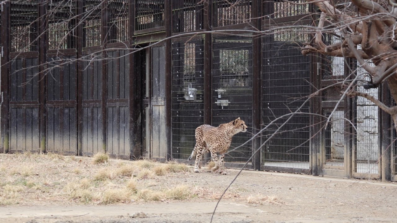 【多摩動物公園｜2026/2/7】お互いを気にするキングチーターのイブキとチーターのデュラ｜Ibuki the King Cheetah and Dura Aware of Each Other