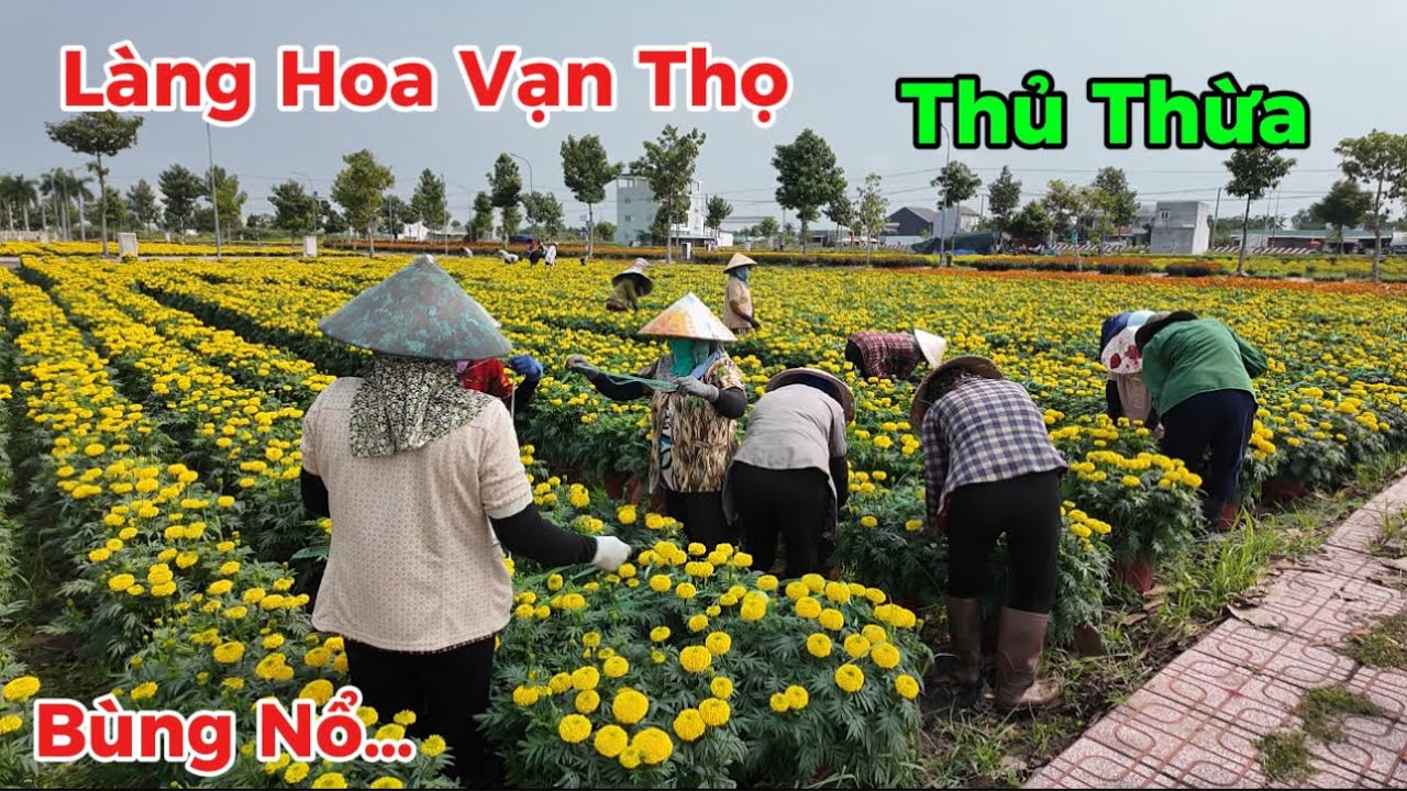 Tưng Bừng “Làng Hoa Vạn Thọ thủ thừa hàng chục nghìn chậu Hoa đẹp giá rẻ phục vụ Tết 2026