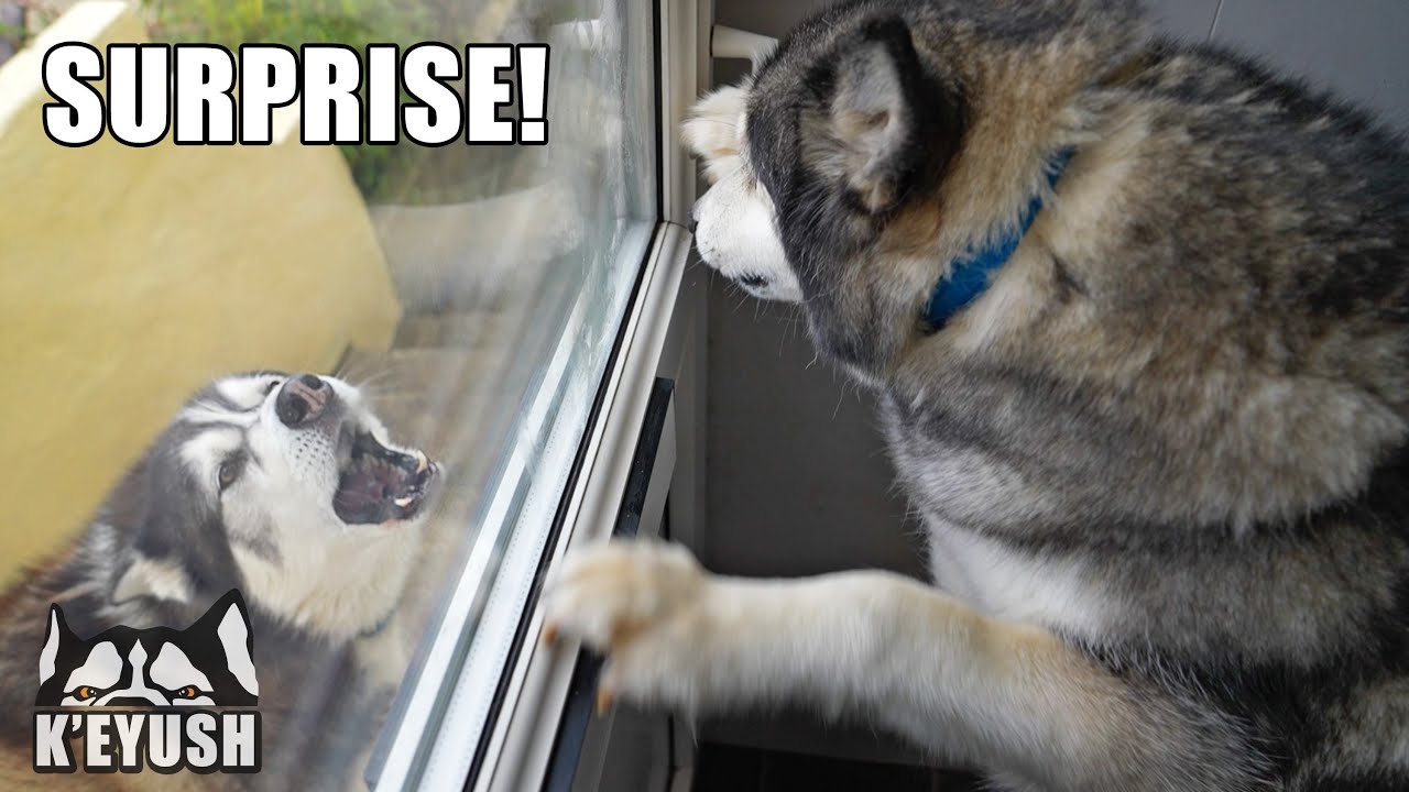I Did NOT Tell My Husky His Best Friend Was HERE! He's SHOCKED!