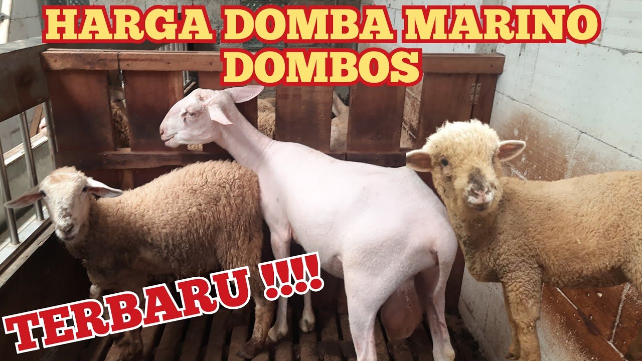 HARGA DOMBA MARINO DOMBOS TERBARU