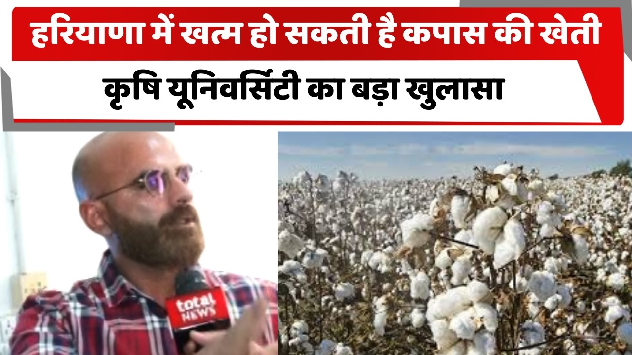 हरियाणा में खत्म हो सकती है कपास की खेती, कृषि यूनिवर्सिटी  का बड़ा खुलासा