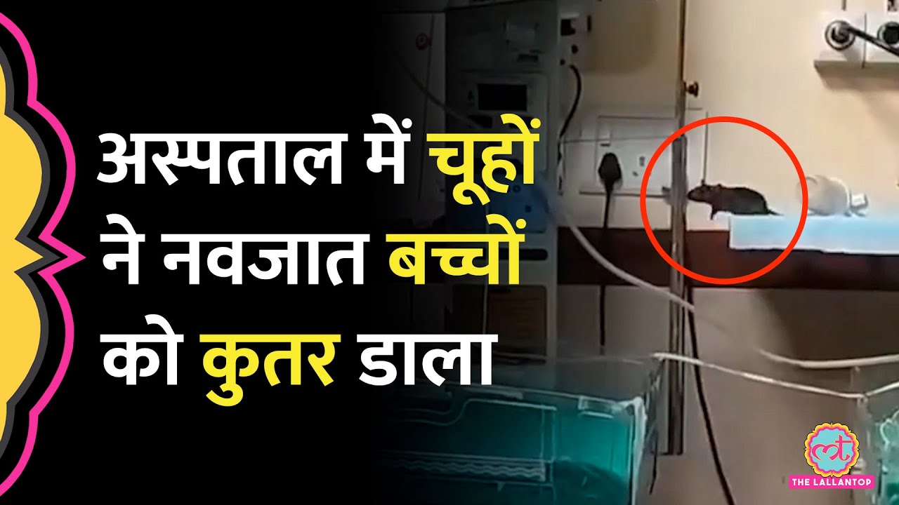 Indore के Maharaja Yeshwantrao Hospital में चूहों ने NICU में दो नवजात बच्चों को कुतरा। MP News