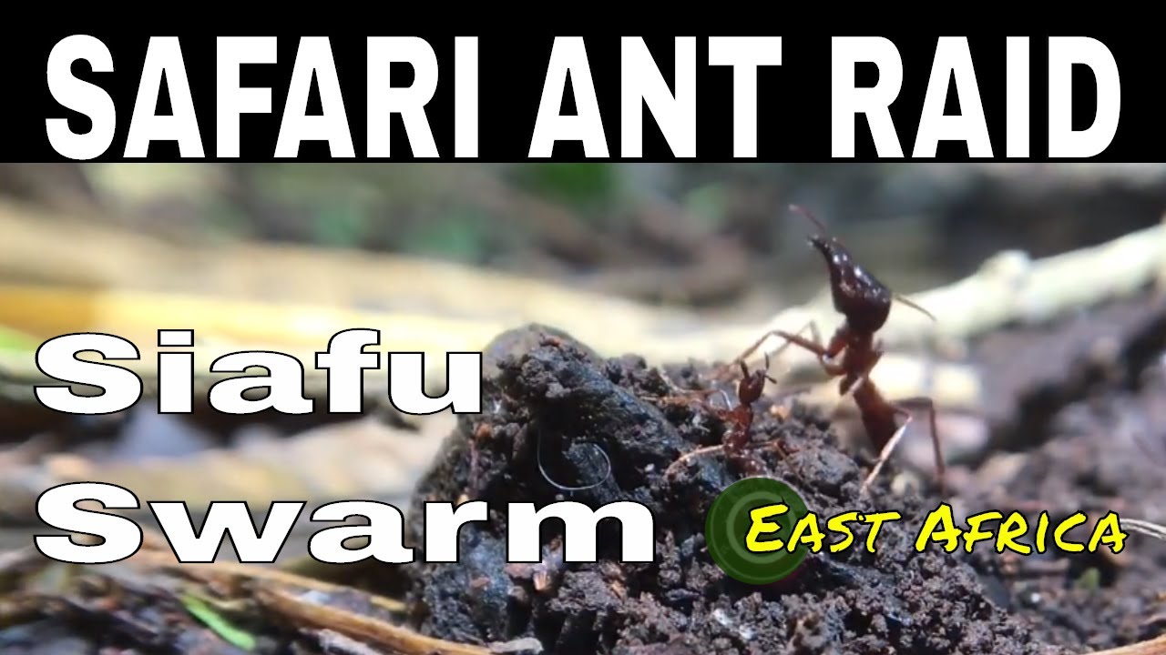 SIAFU ANTS • Discover The Hidden World Of The Blind Safari Ants | Dorylus helvolus