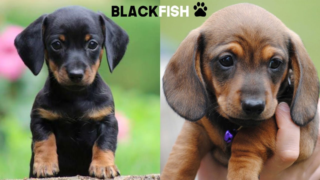 I cuccioli del BASSOTTO