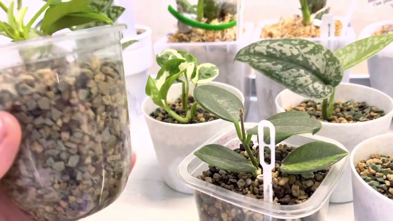 Лейчуза Плюсы и Минусы 🌱