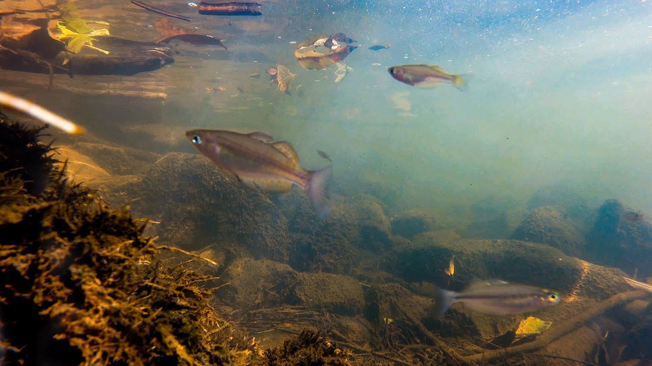 Wild Biotope of the Utchee Creek Rainbowfish North Queensland Australia.