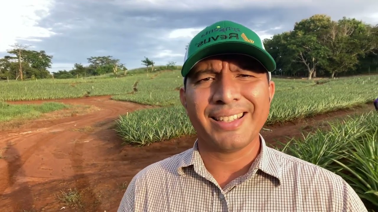 Fungicida Revus de Syngenta y sus ventajas en la pi&ntilde;a