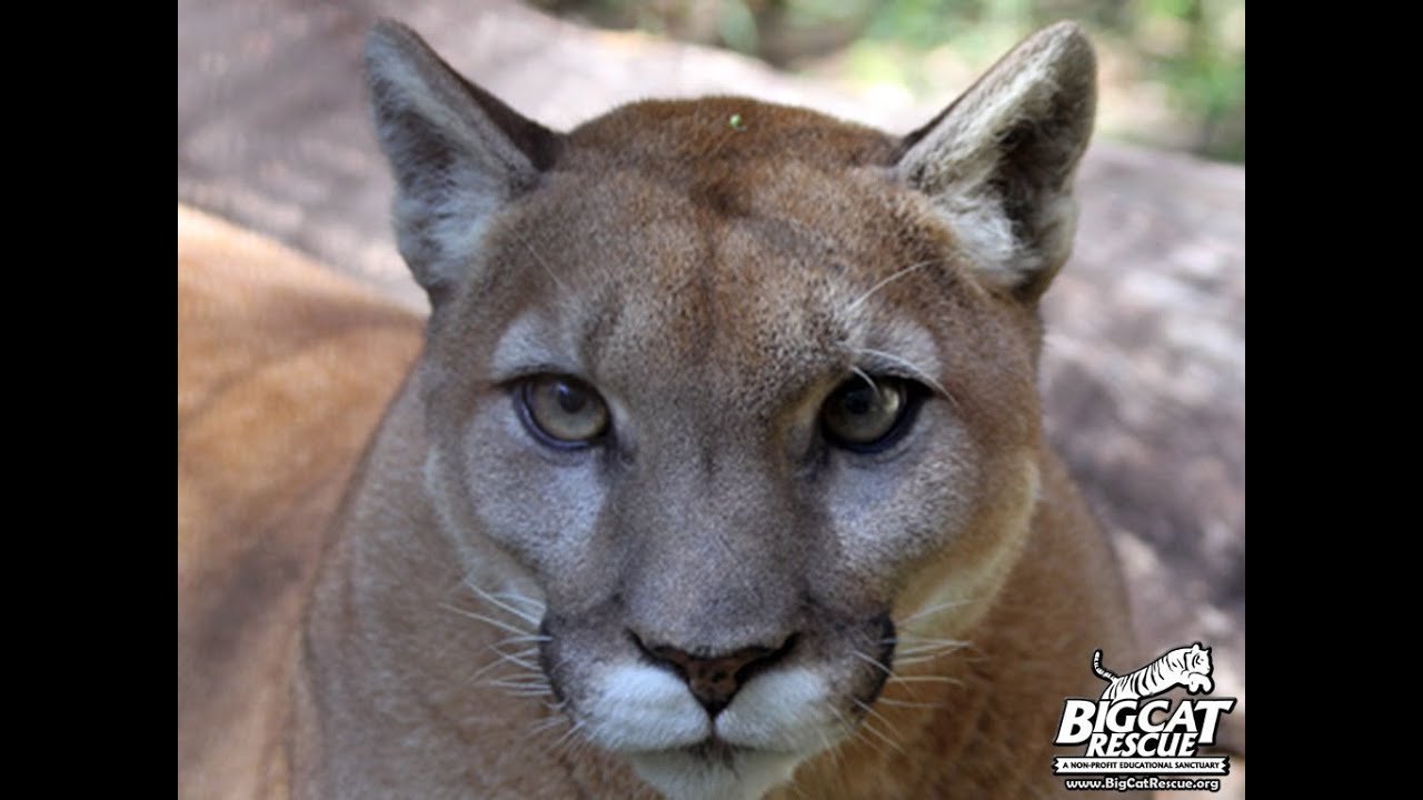 Tiger Rescue Update Helicopter Causes Seizure