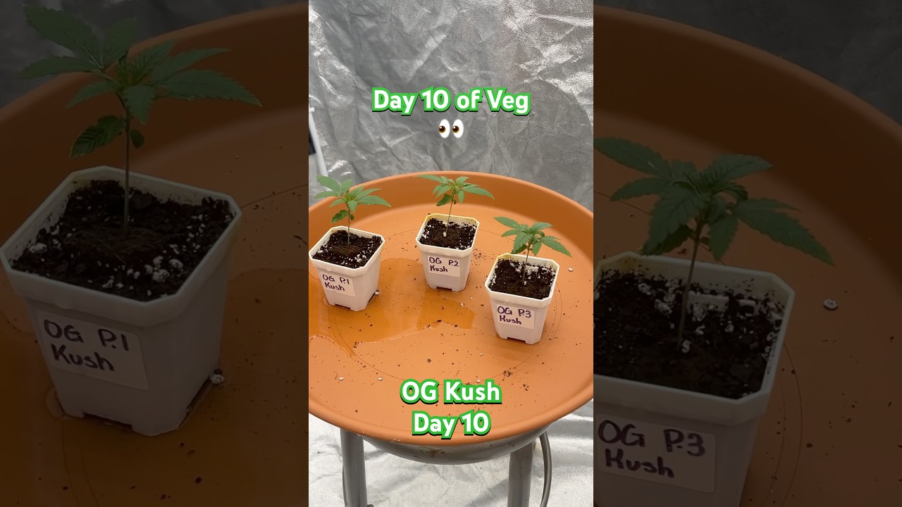 OG Kush Outdoor Update Day 10! | 05.02.2025