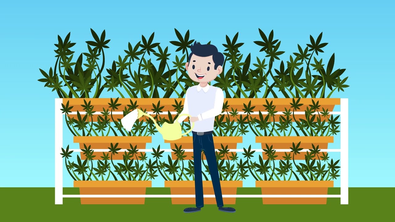 GreenSeeds